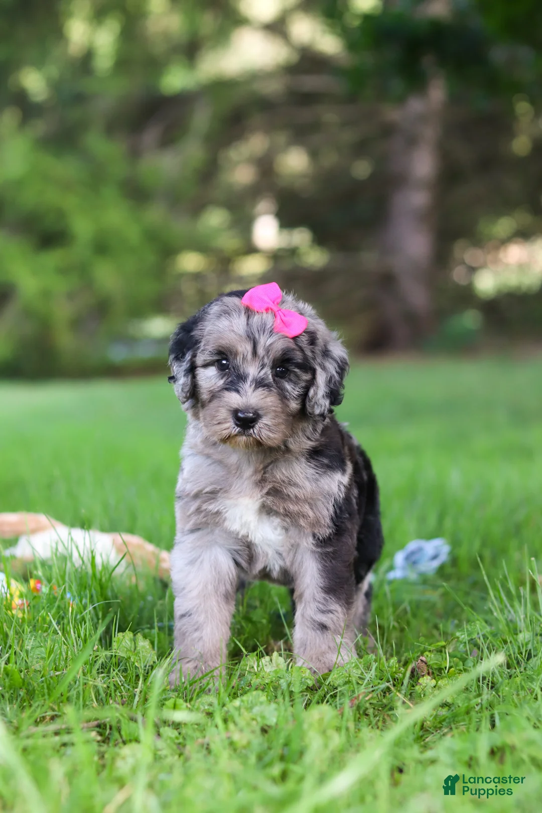 Sheepadoodle dogs for sale: Mimi - Ad 1
