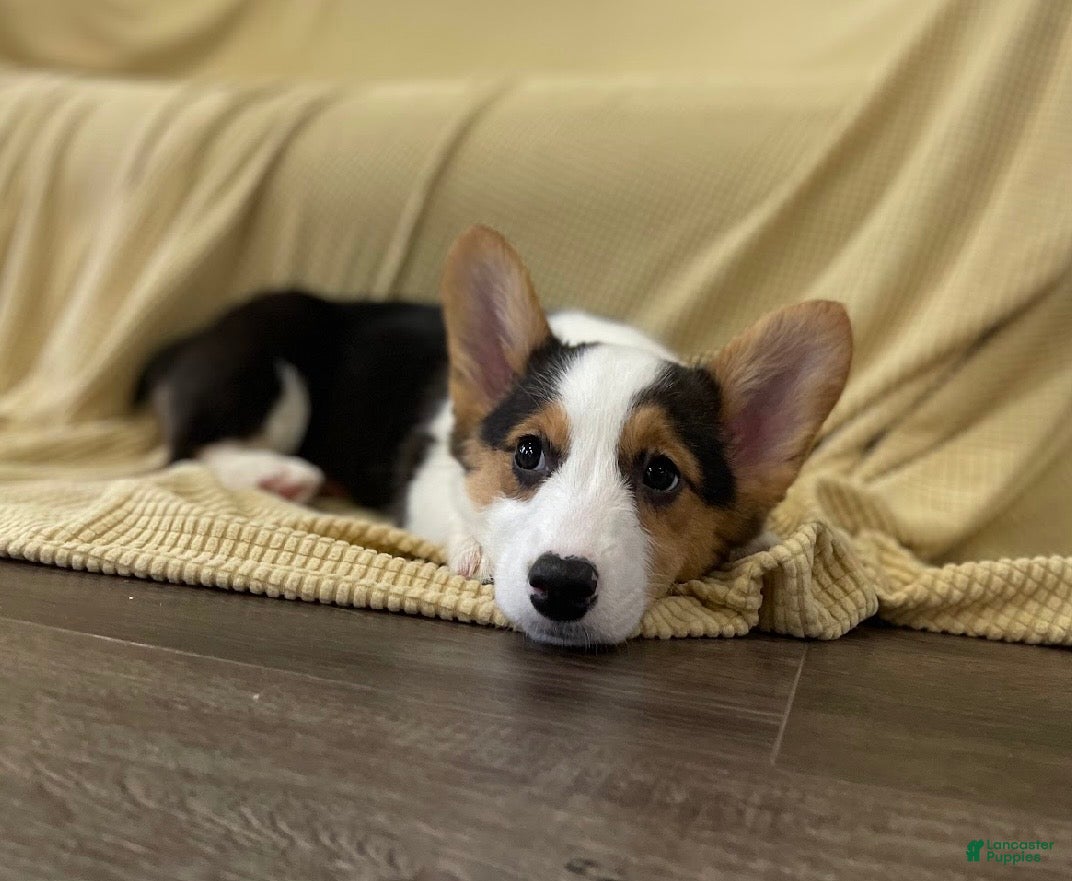 Welsh Corgi Pembroke dogs 🐾❤️Clara Corgi - Ad 1
