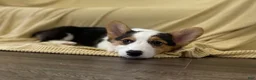Welsh Corgi Pembroke dogs for sale: 🐾❤️Clara Corgi - Ad 1