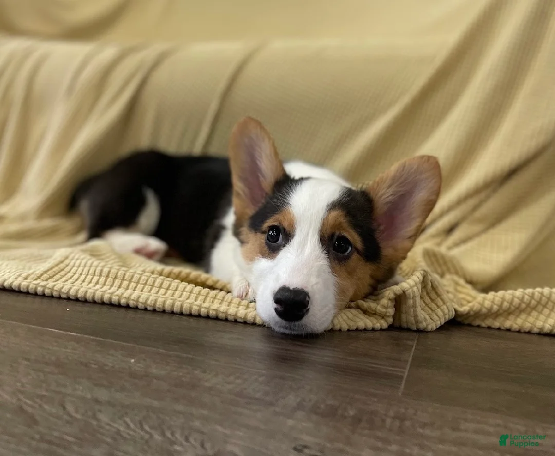 Welsh Corgi Pembroke dogs for sale: 🐾❤️Clara Corgi - Ad 1