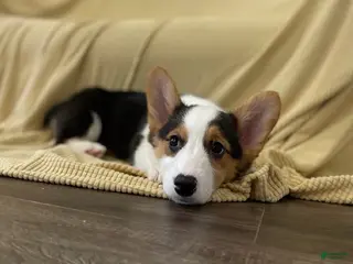 Welsh Corgi Pembroke dogs for sale: 🐾❤️Clara Corgi - Ad 2