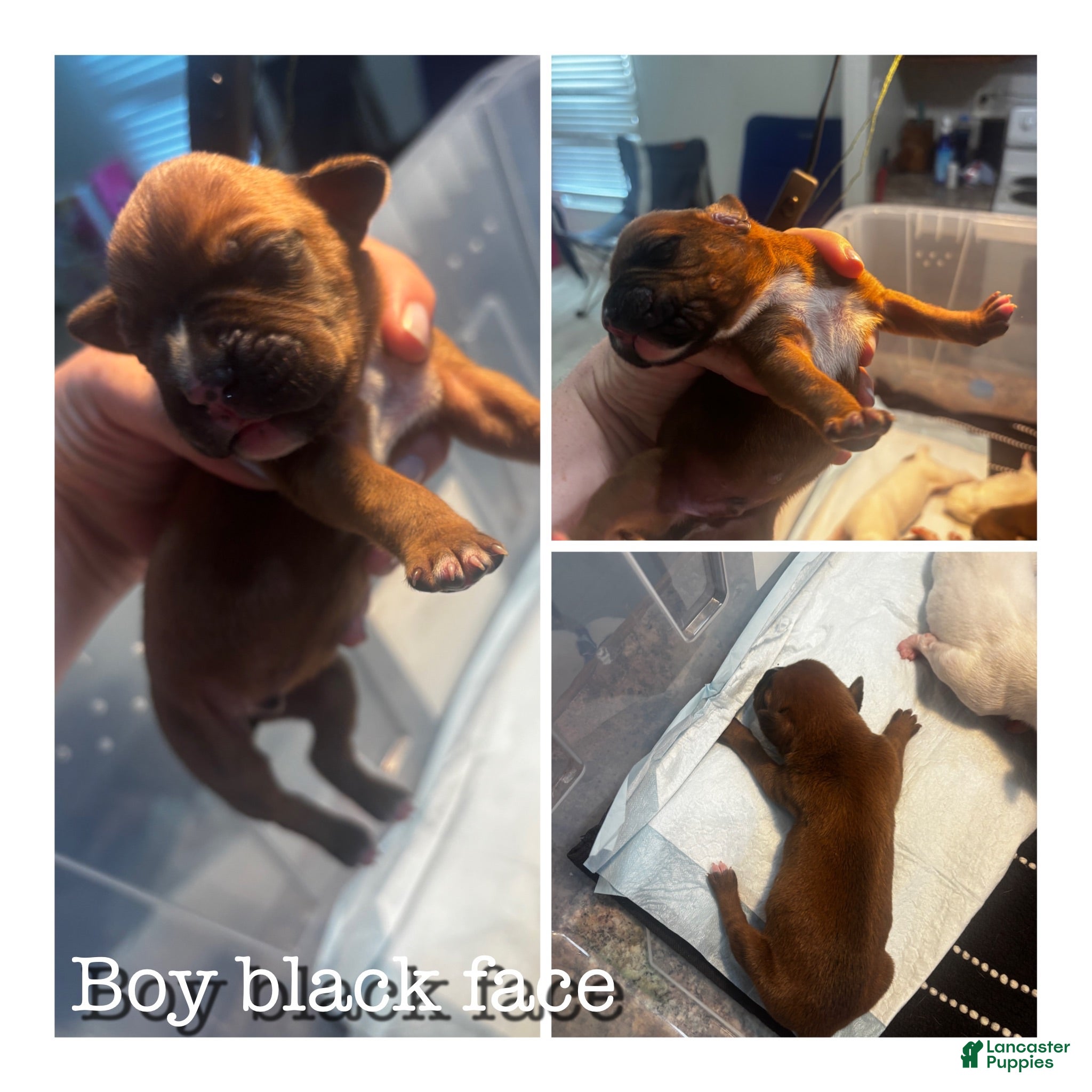 Boxer dogs Black face - Ad 5