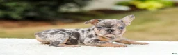 French Bulldog dogs for sale: Mason – Blue & Tan Merle - Ad 8