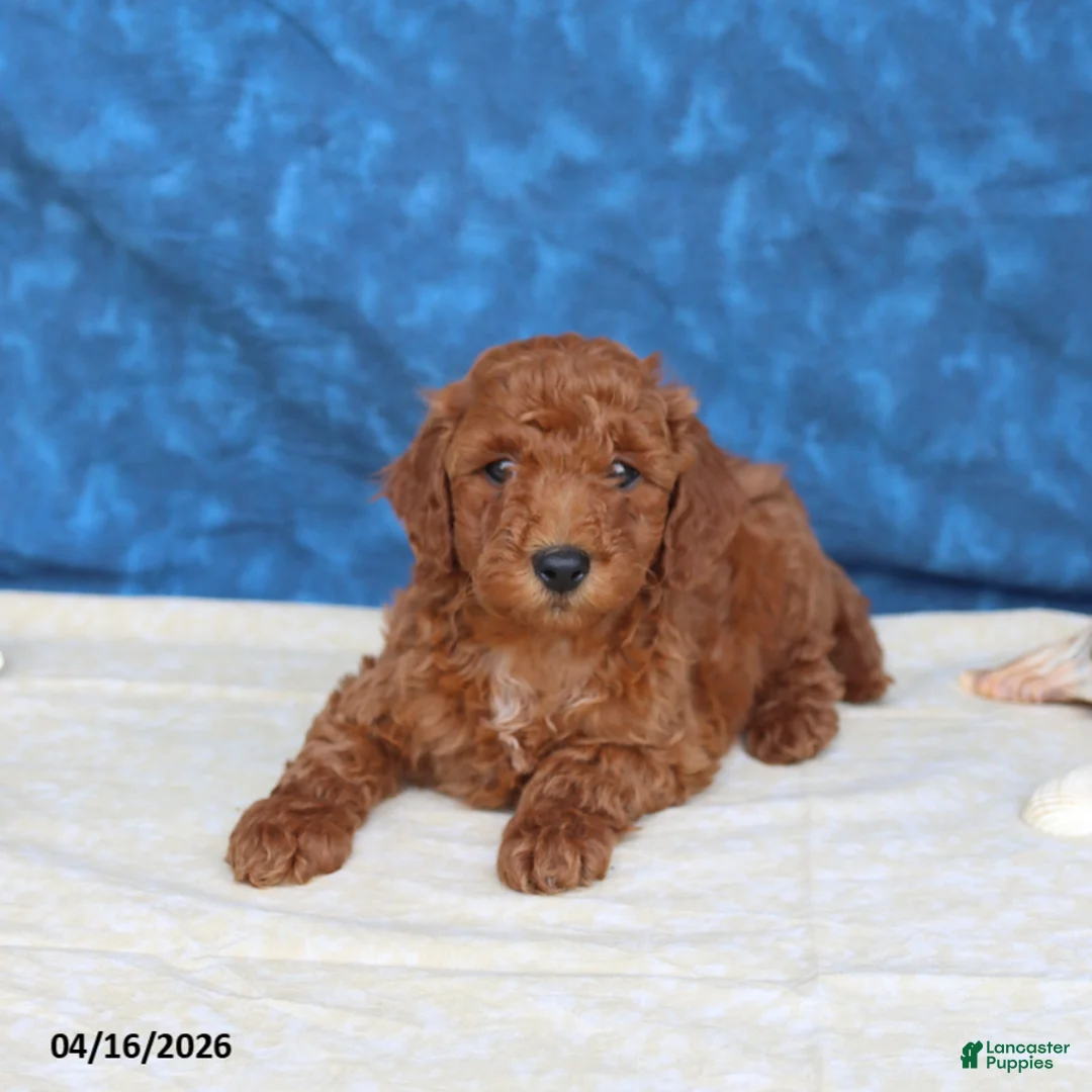 Goldendoodle dogs for sale: Clifford - Ad 4