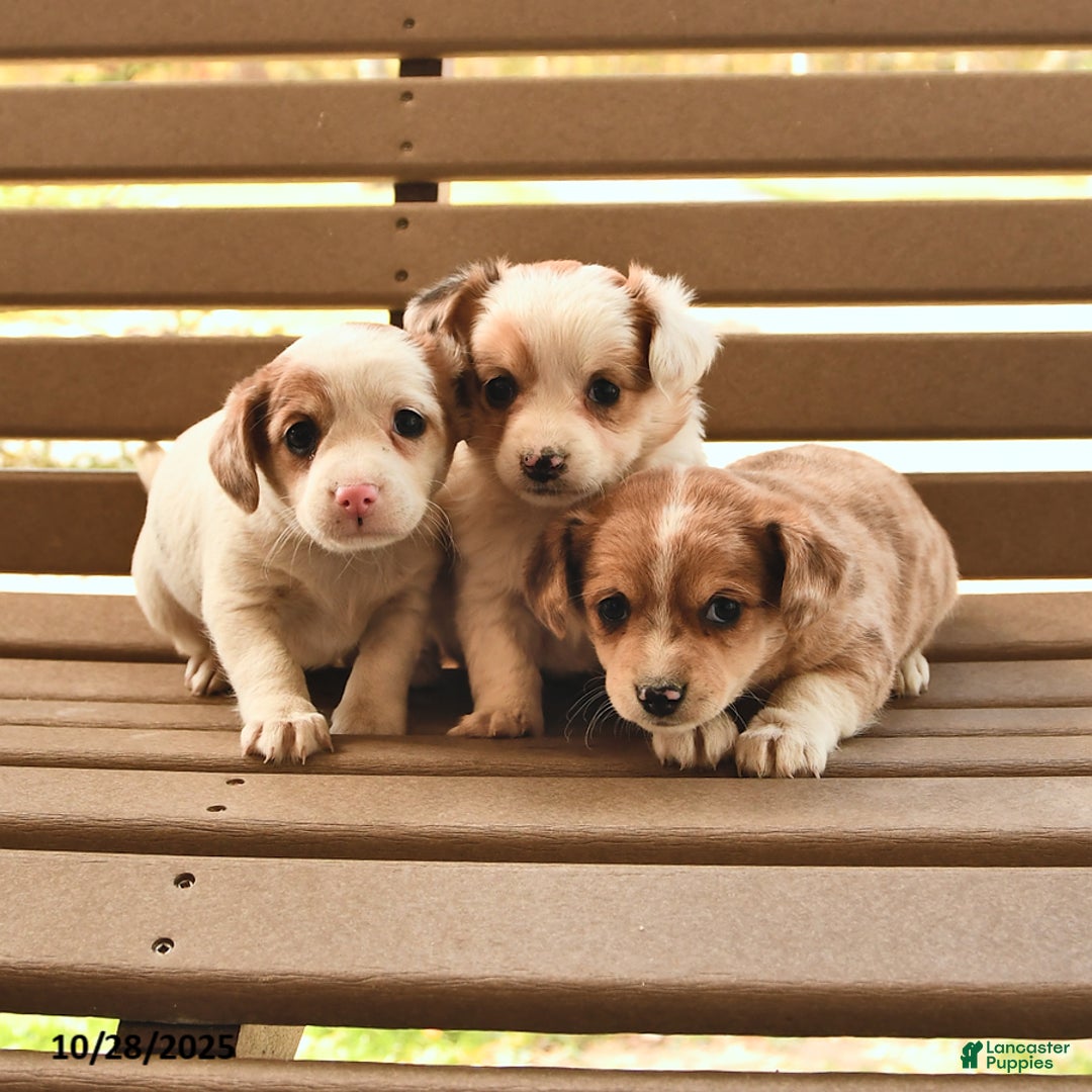 Mixed Breed dogs for sale: Evelyn - Ad 3