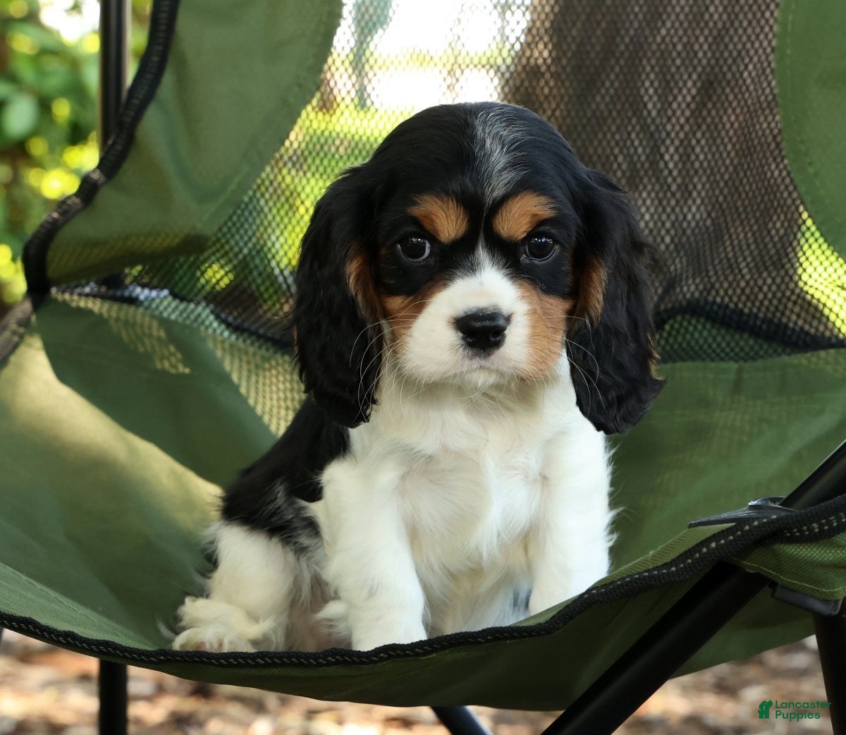 Cavalier King Charles Spaniel dogs for sale: Carla - Ad 7