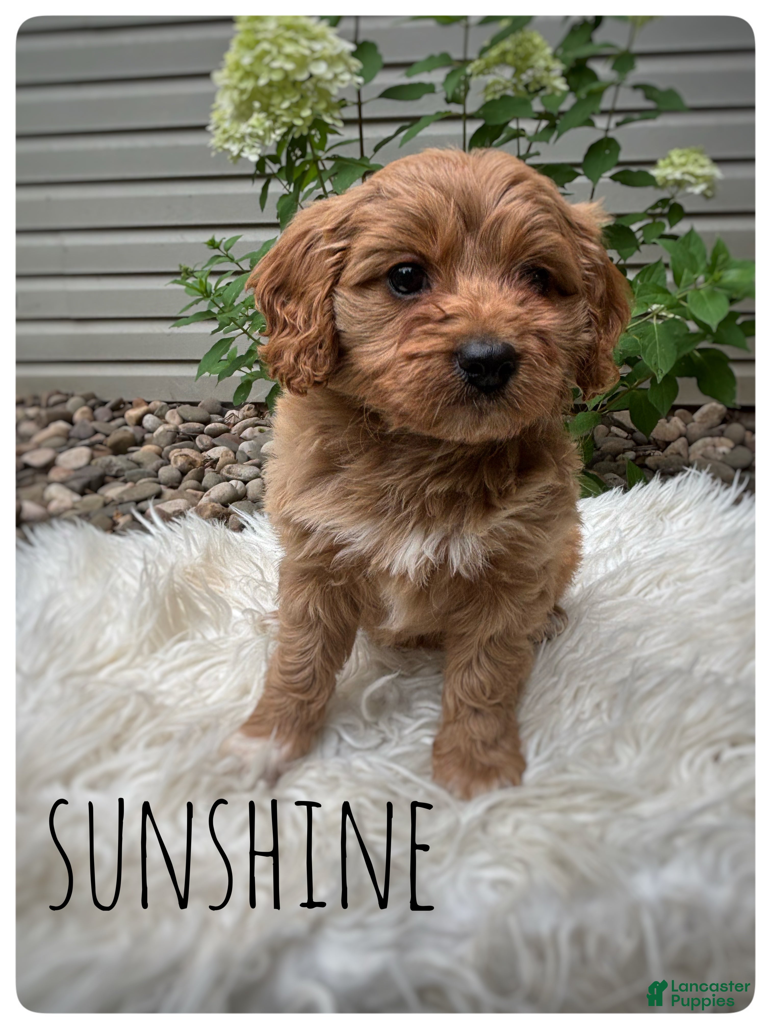 Cavapoo dogs Sunshine - Ad 2