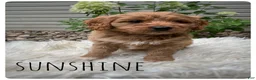 Cavapoo dogs for sale: Sunshine - Ad 2