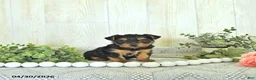 Yorkshire Terrier dogs for sale: Duke - Ad 2