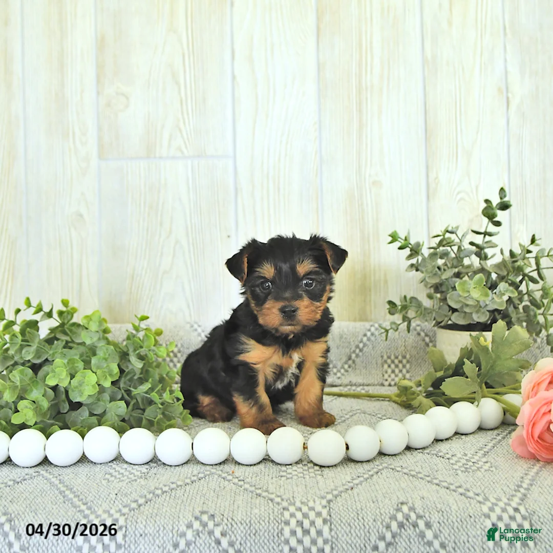 Yorkshire Terrier dogs for sale: Duke - Ad 2