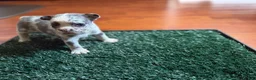 French Bulldog dogs for sale: Oreo - Ad 3