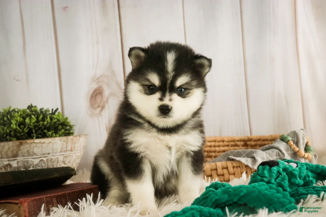 Pomsky dogs for sale: Sterling - Ad 3