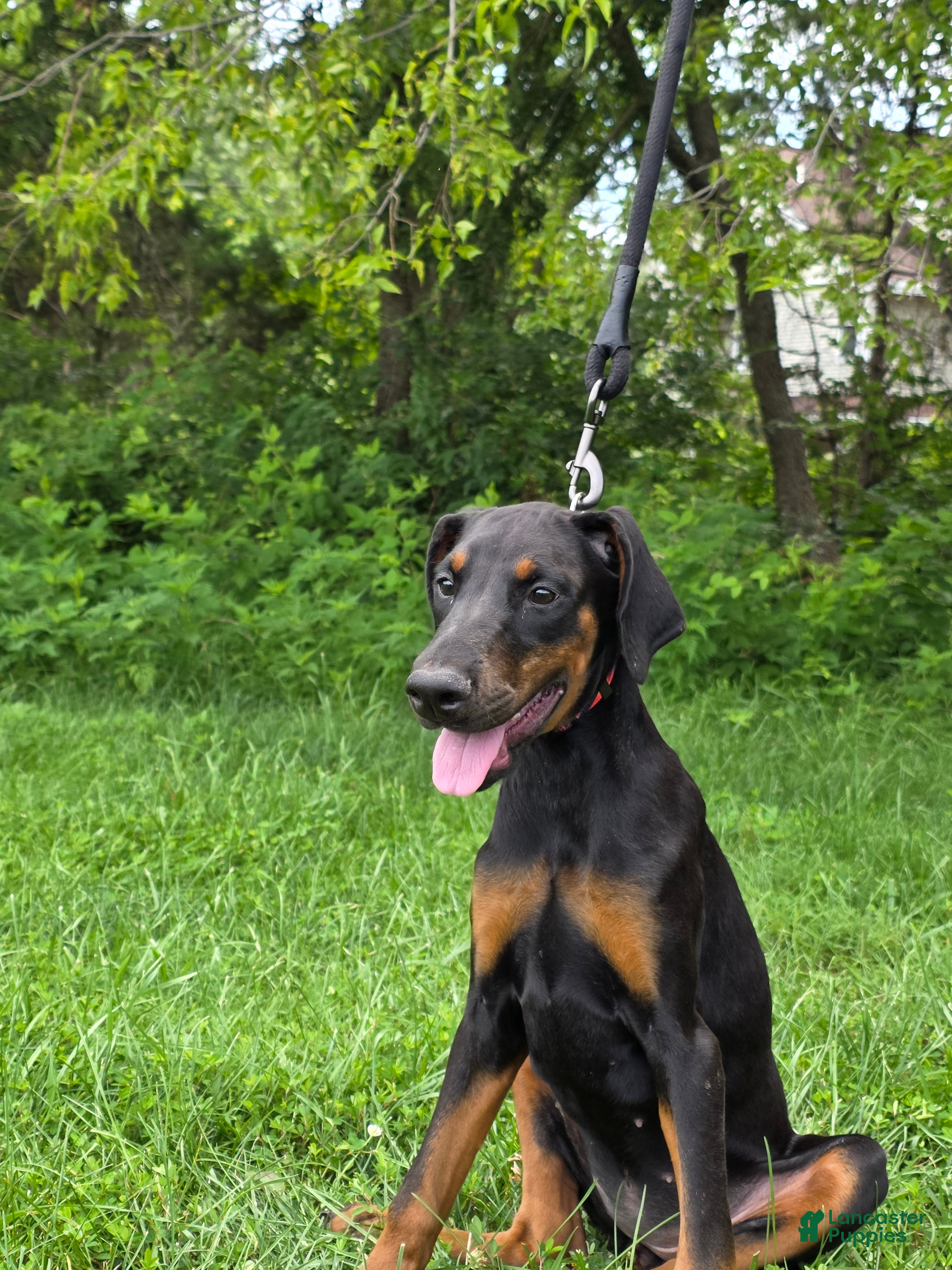 Doberman Pinscher dogs Star - Ad 2