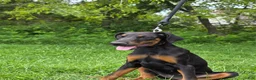 Doberman Pinscher dogs for sale: Star - Ad 2