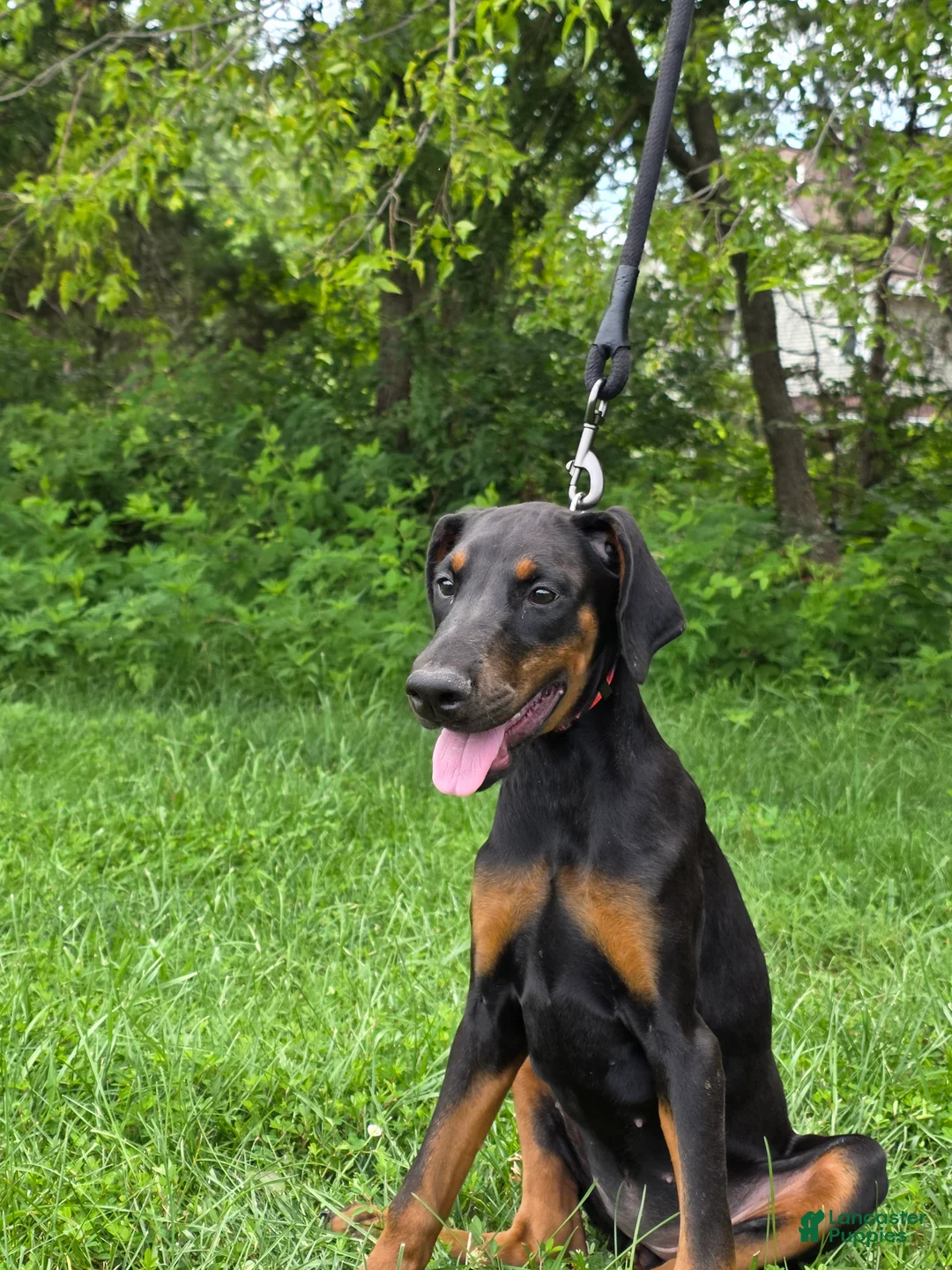 Doberman Pinscher dogs for sale: Star - Ad 2