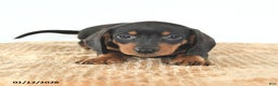 Miniature Dachshund dogs for sale: Dash - Ad 4