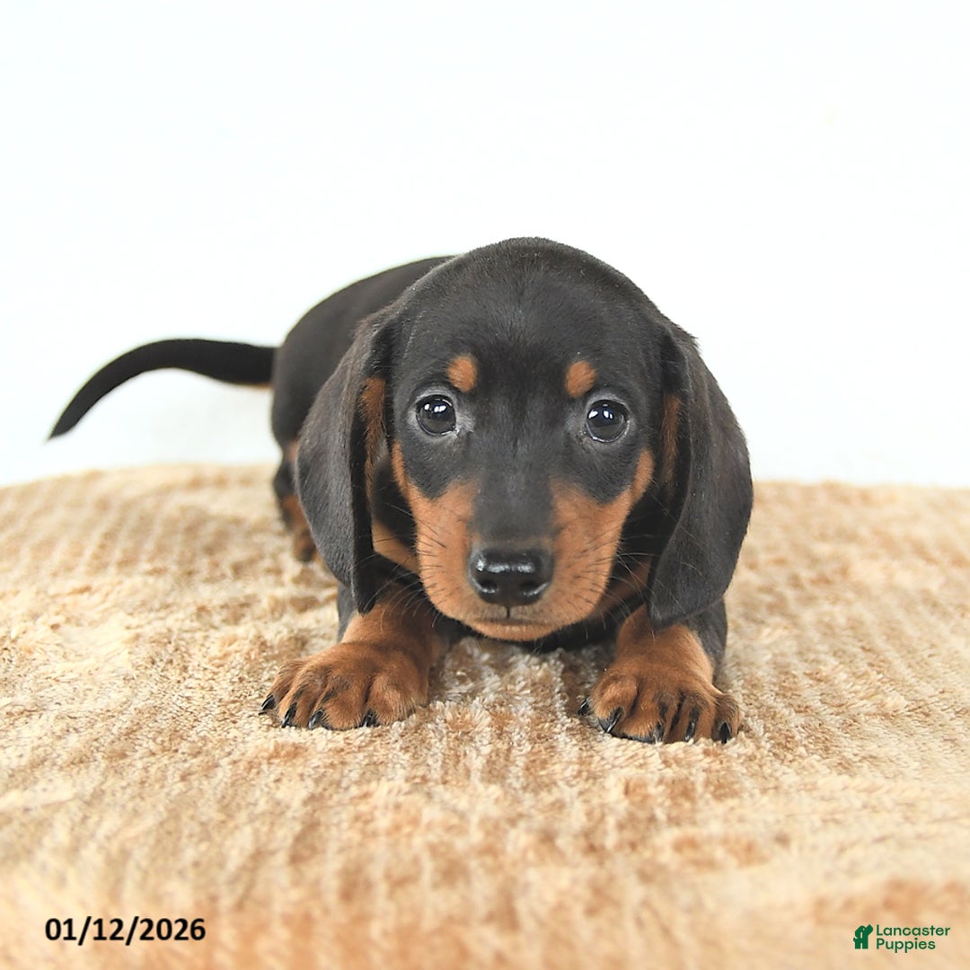 Miniature Dachshund dogs for sale: Dash - Ad 4