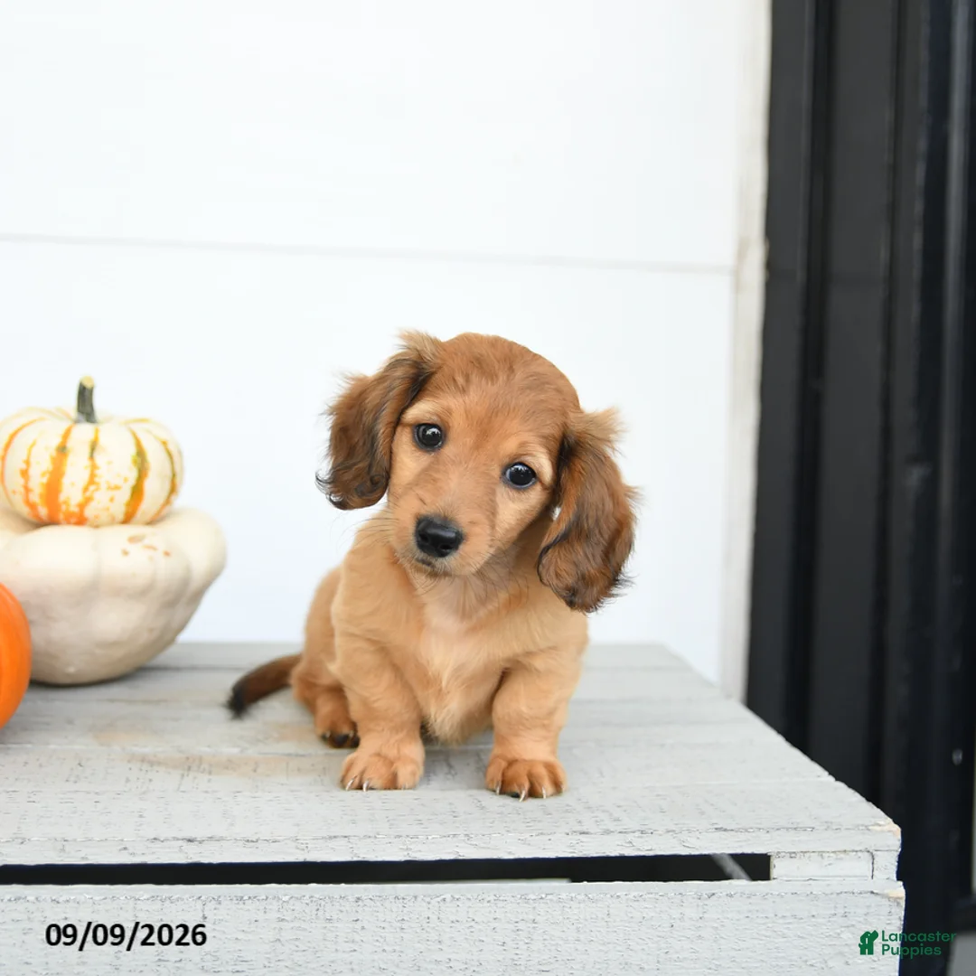 Miniature Dachshund dogs for sale: Princess - Ad 2