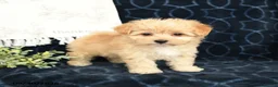 Maltipoo dogs for sale: Leo - Ad 4