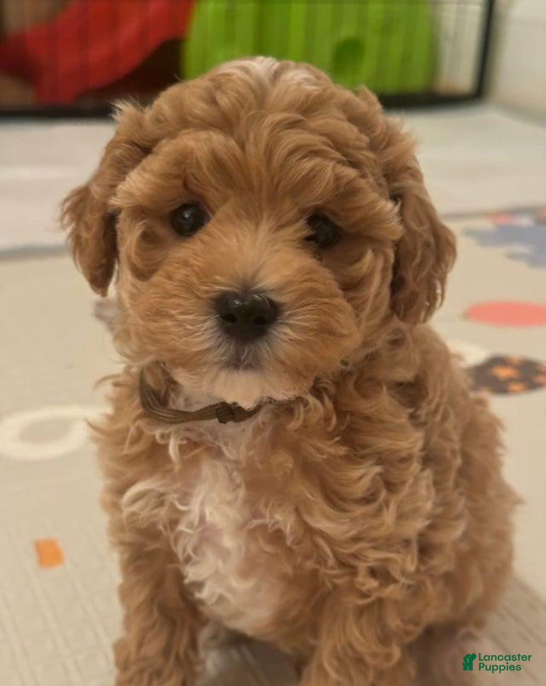 Maltipoo dogs for sale: Ciri - Ad 5