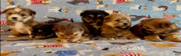 Shorkie dogs for sale: Shorkie 2 - Ad 11
