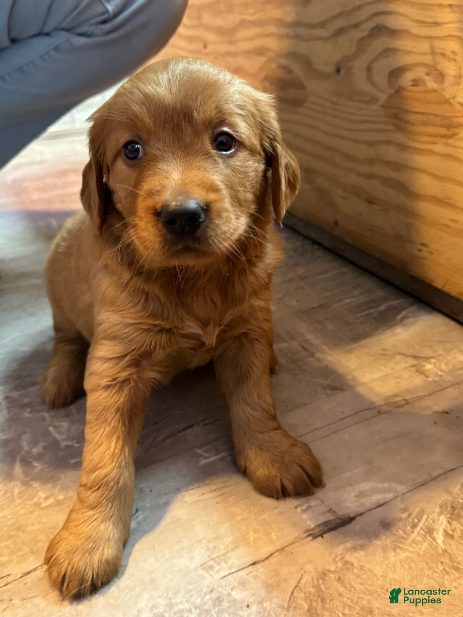Golden Retriever dogs Girl 2 - Ad 1