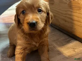 Golden Retriever dogs Girl 2 - Ad 25