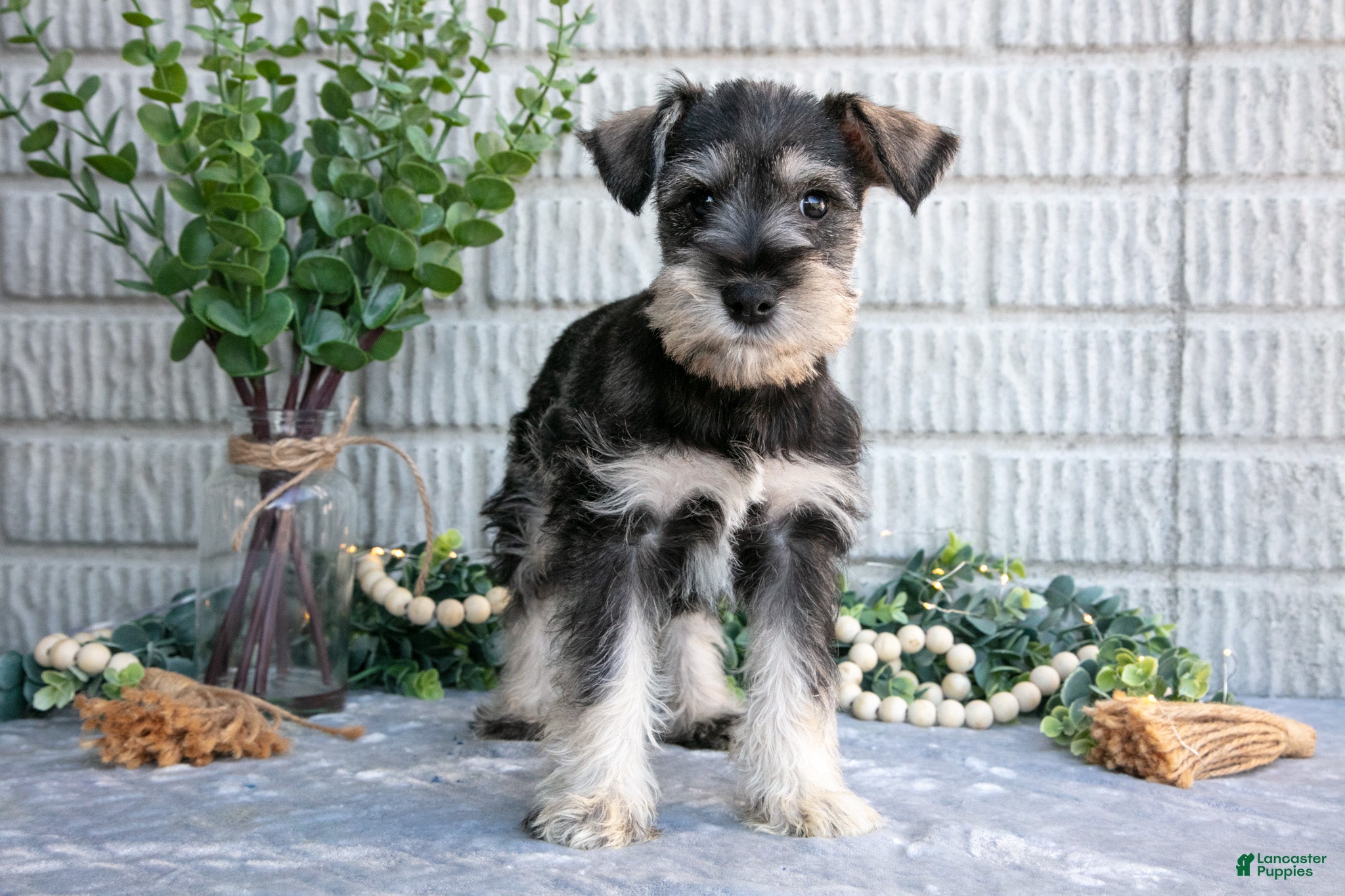 Miniature Schnauzer dogs Silver - Ad 2