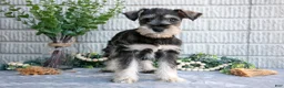Miniature Schnauzer dogs for sale: Silver - Ad 2