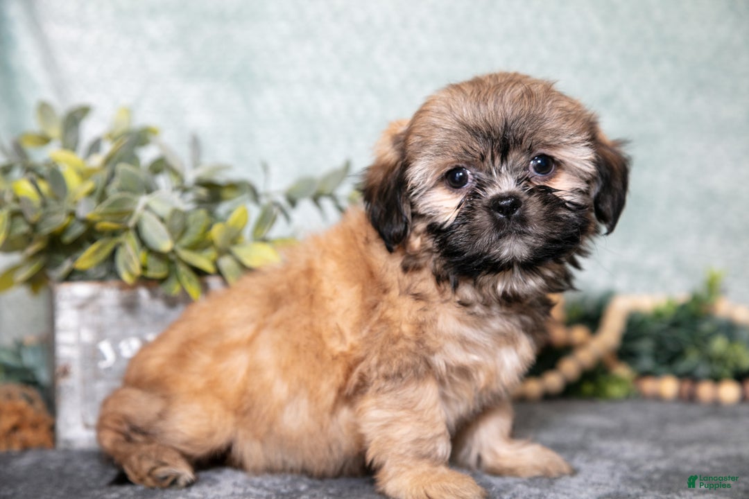 Shih Tzu dogs for sale: Bobby - Ad 3