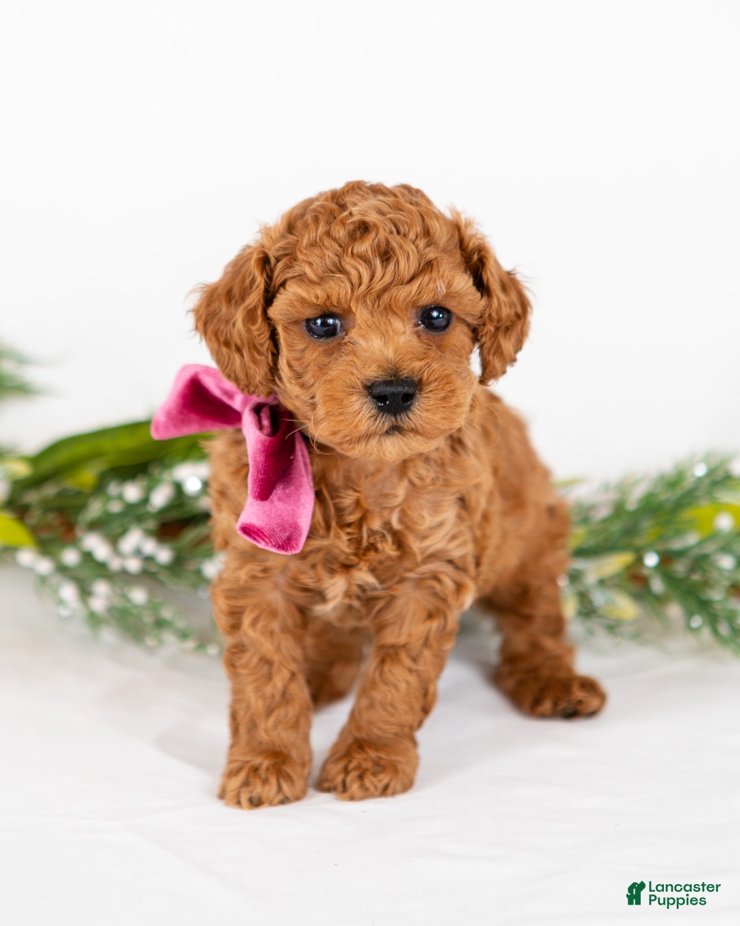 Mini Goldendoodle dogs for sale: Posy - Ad 2