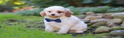 Cavapoo dogs for sale: Hudson - Ad 7