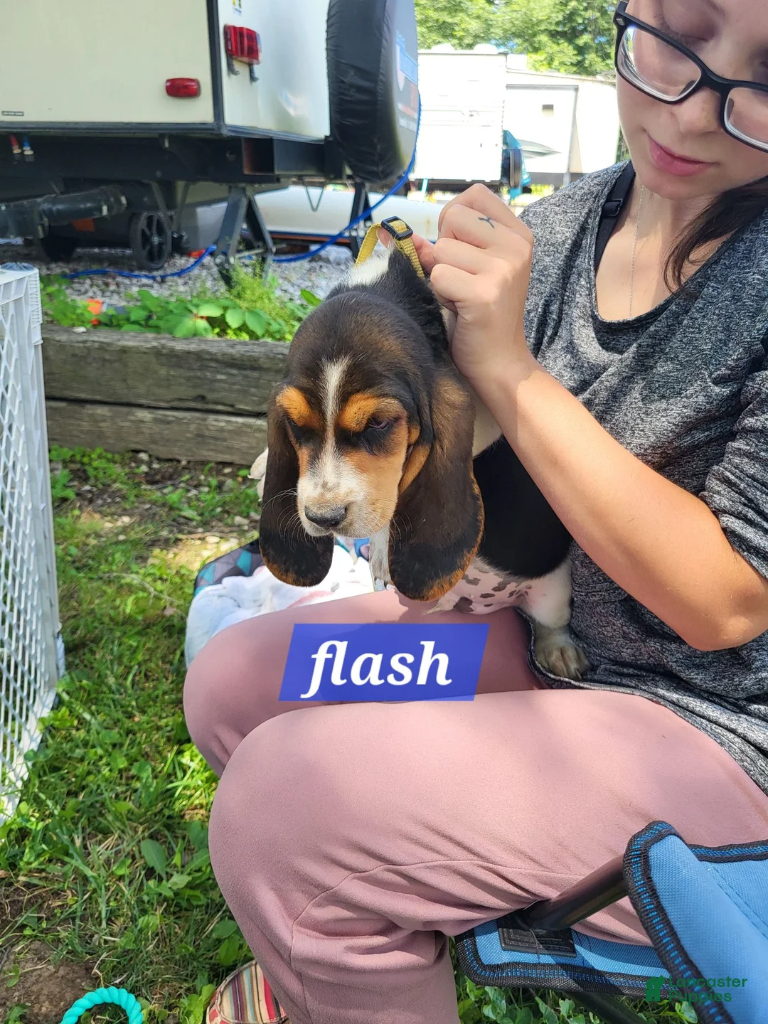 Basset Hound dogs for sale: Flash - Ad 1