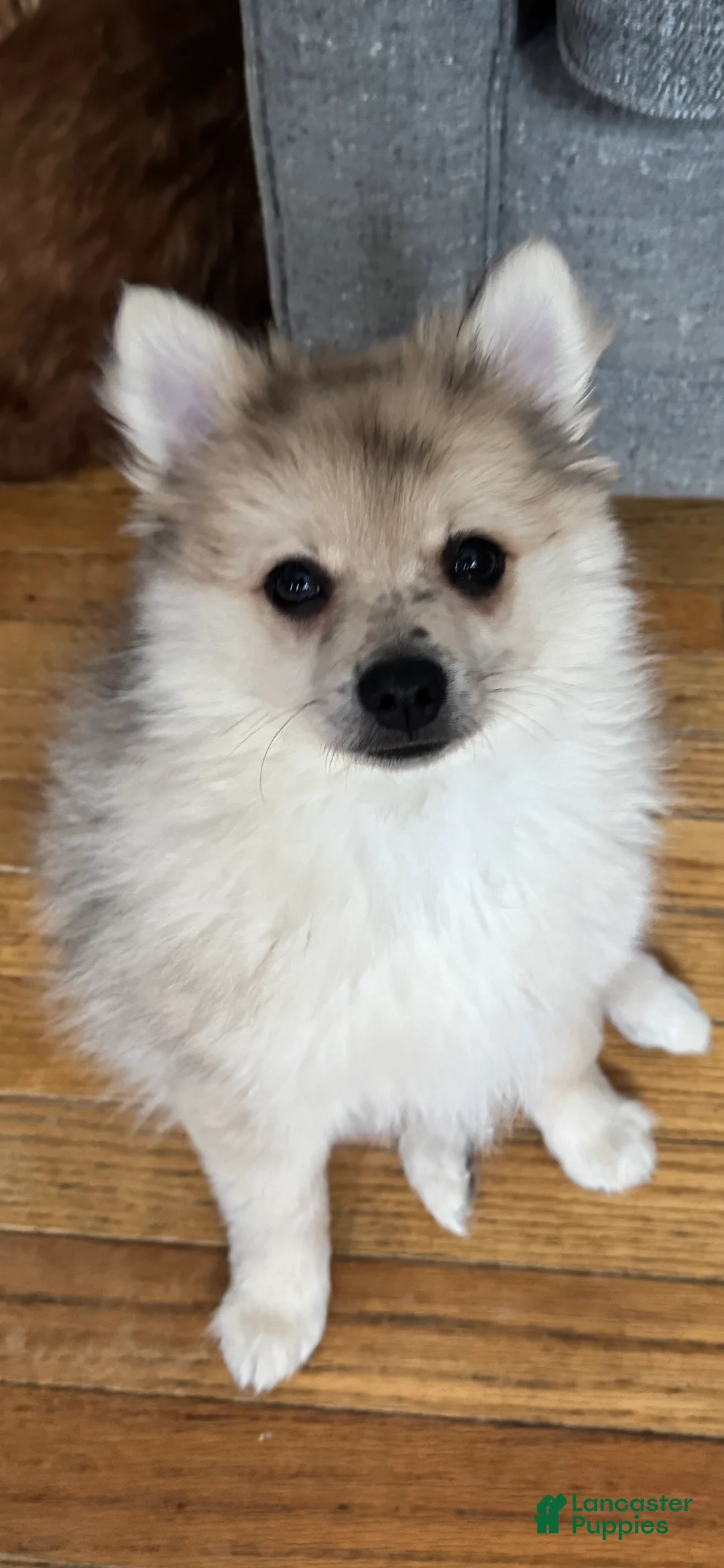 Pomeranian dogs for sale: Gunther - Ad 1
