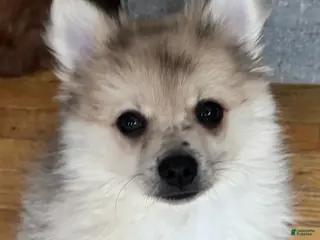 Pomeranian dogs Gunther - Ad 9
