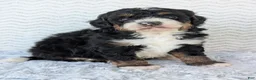 Mini Bernedoodle dogs for sale: Mini Nemo  - Ad 6