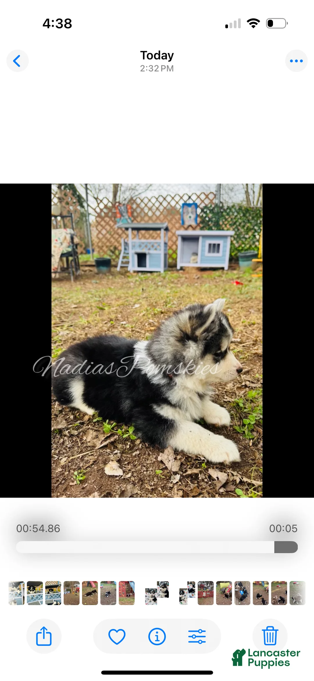 Pomsky dogs for sale: Pomsky Girl Gray/Black/White - Ad 3