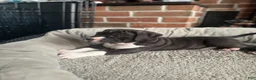 Mixed Breed dogs for sale: Bruno - Ad 7