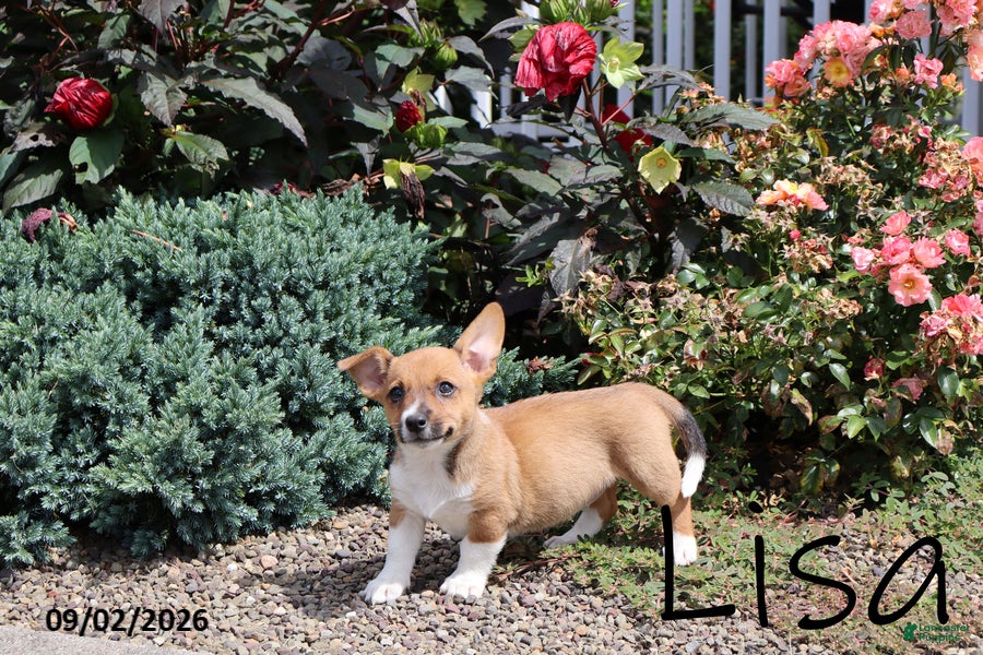 Mixed Breed dogs Lisa - Ad 28