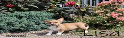 Mixed Breed dogs for sale: Lisa - Ad 1