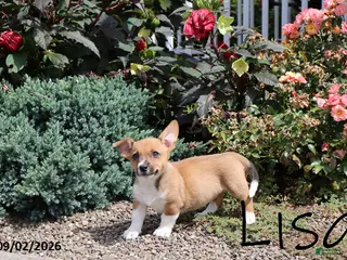 Mixed Breed dogs Lisa - Ad 28