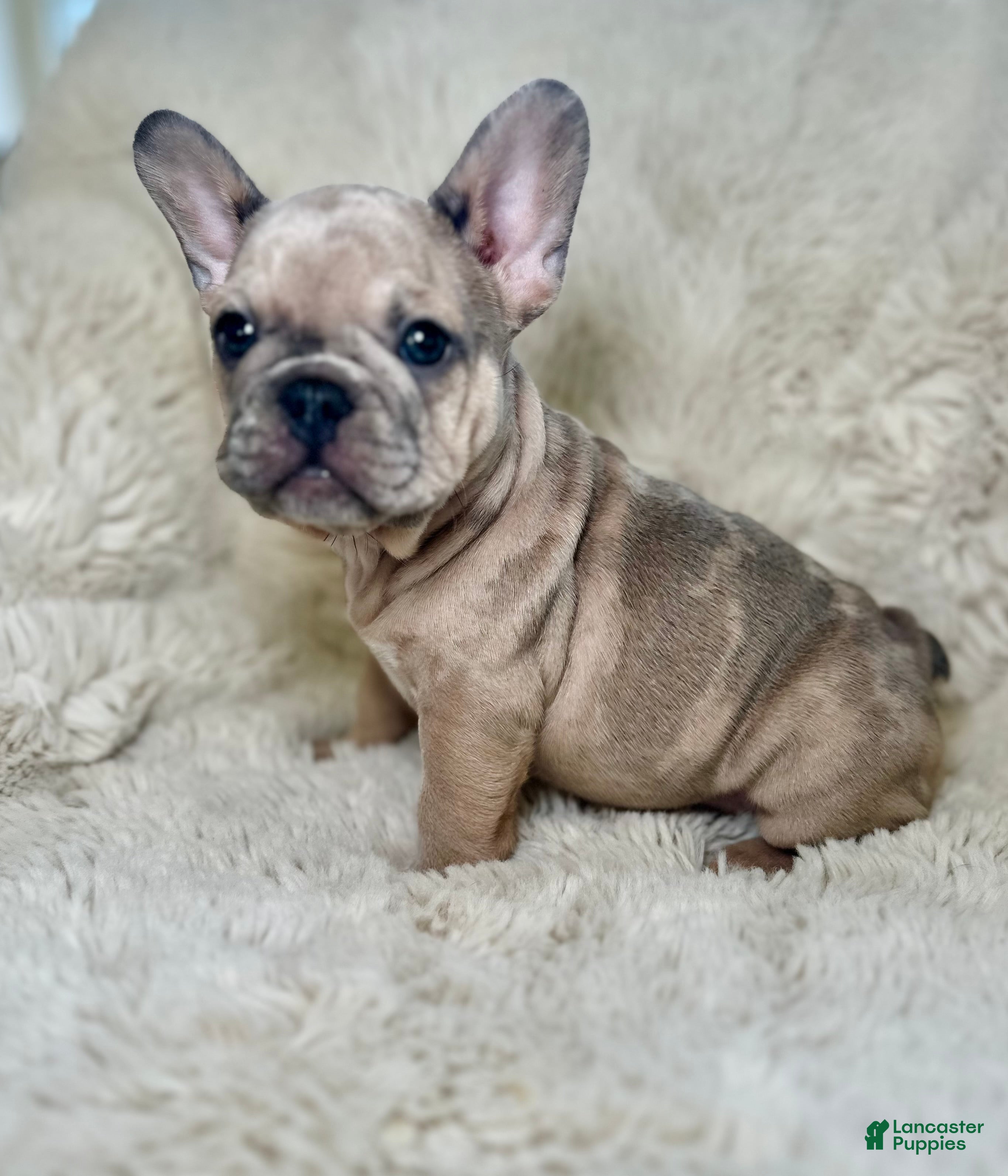 French Bulldog dogs Tiana - Ad 12