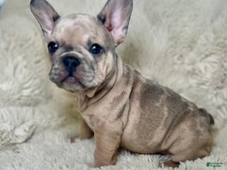 French Bulldog dogs Tiana - Ad 24