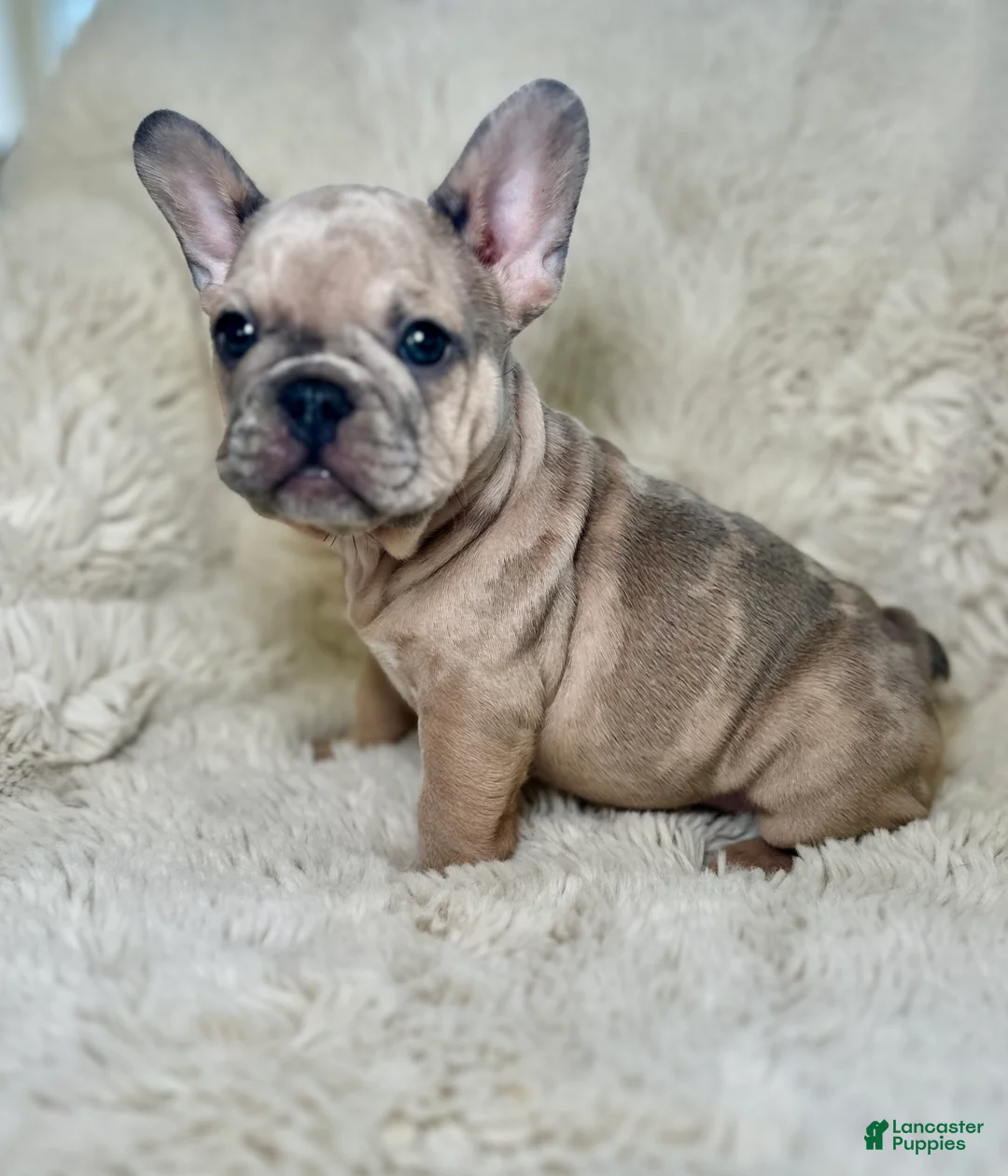 French Bulldog dogs for sale: Tiana - Ad 1