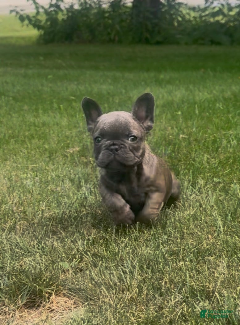 French Bulldog dogs Sonia - Ad 39