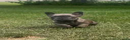 French Bulldog dogs for sale: Sonia - Ad 1