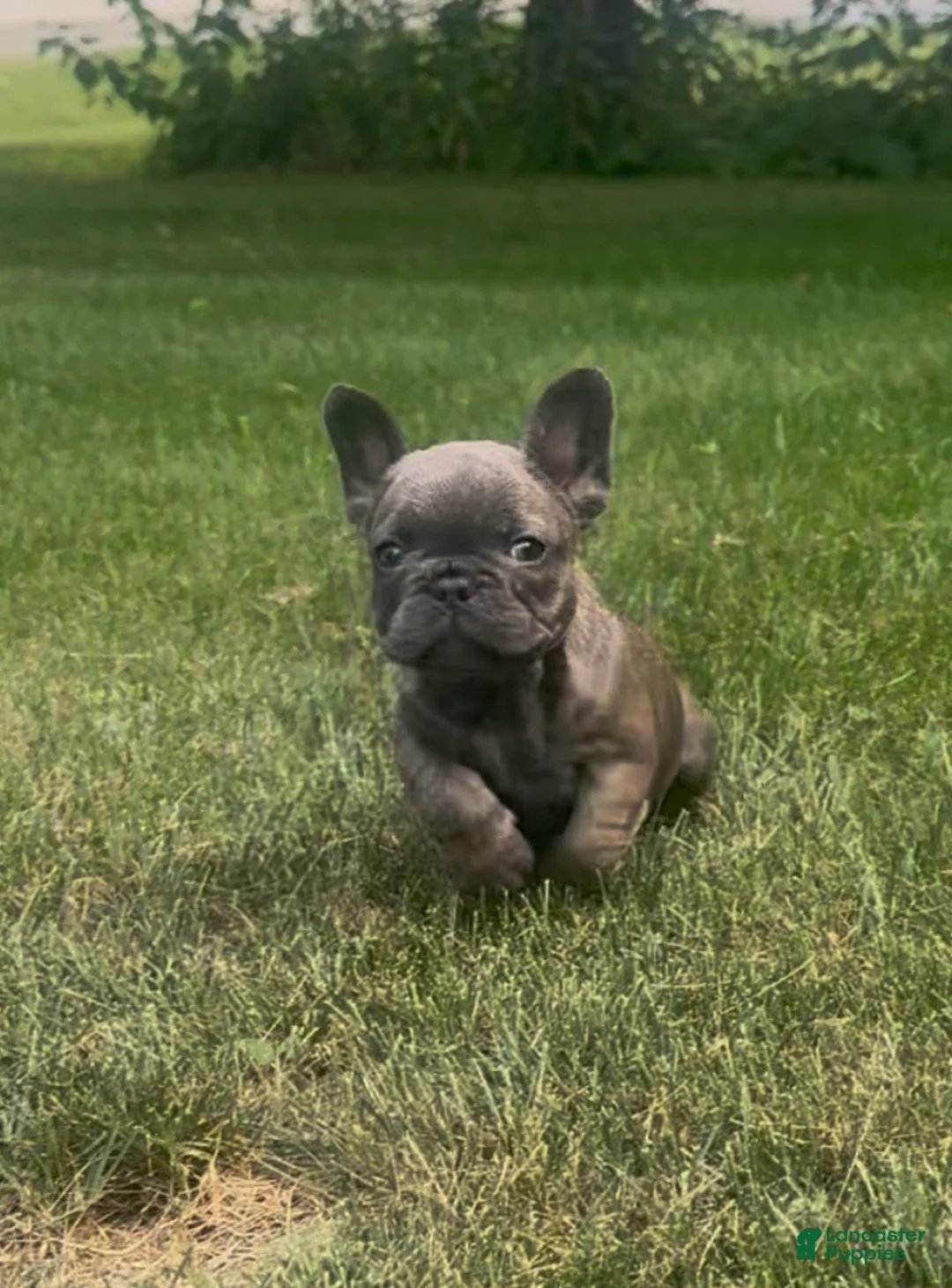 French Bulldog dogs for sale: Sonia - Ad 1