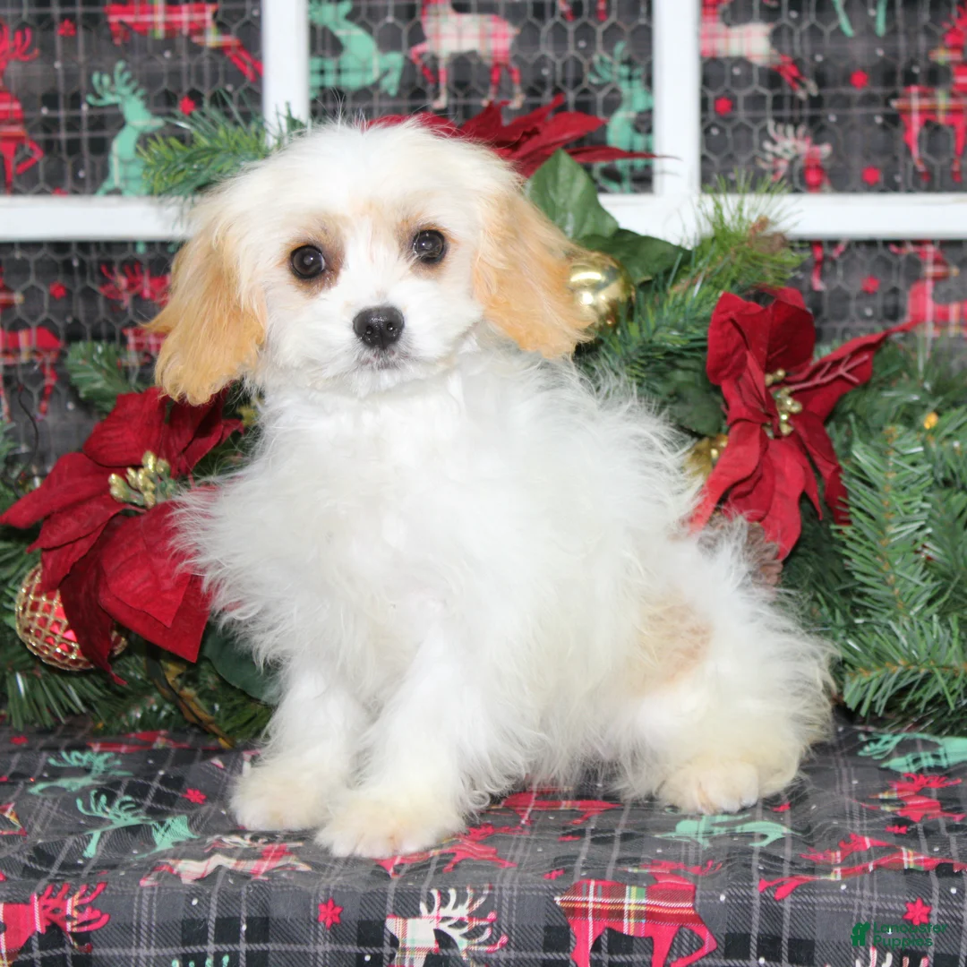 Cavachon dogs for sale: Maple - Ad 2