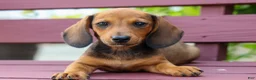 Miniature Dachshund dogs for sale: Sabrina 💝 - Ad 3