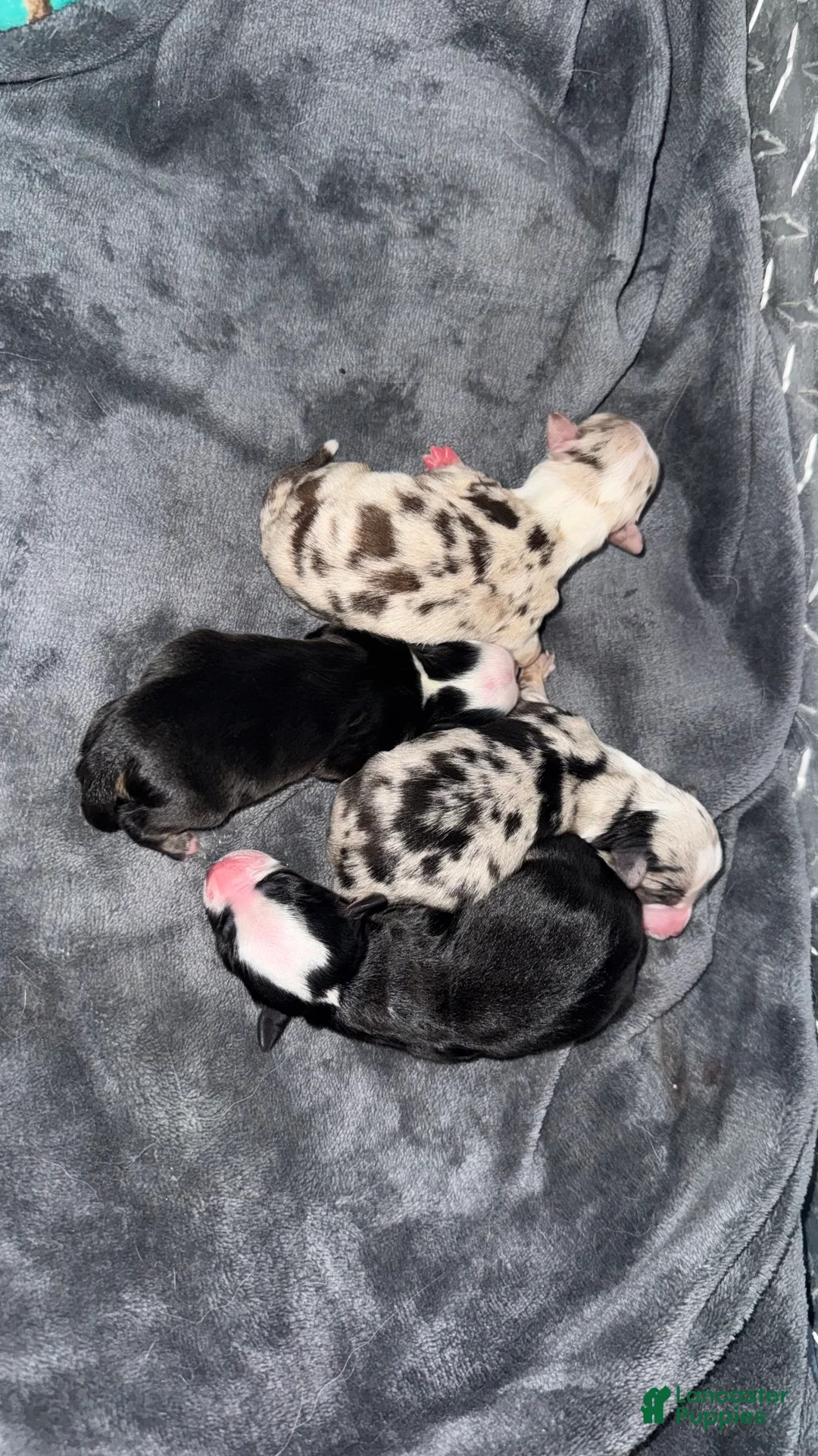 Toy Australian Shepherd dogs for sale: Toy Australian Shepherd Puppy 2 - Ad 3